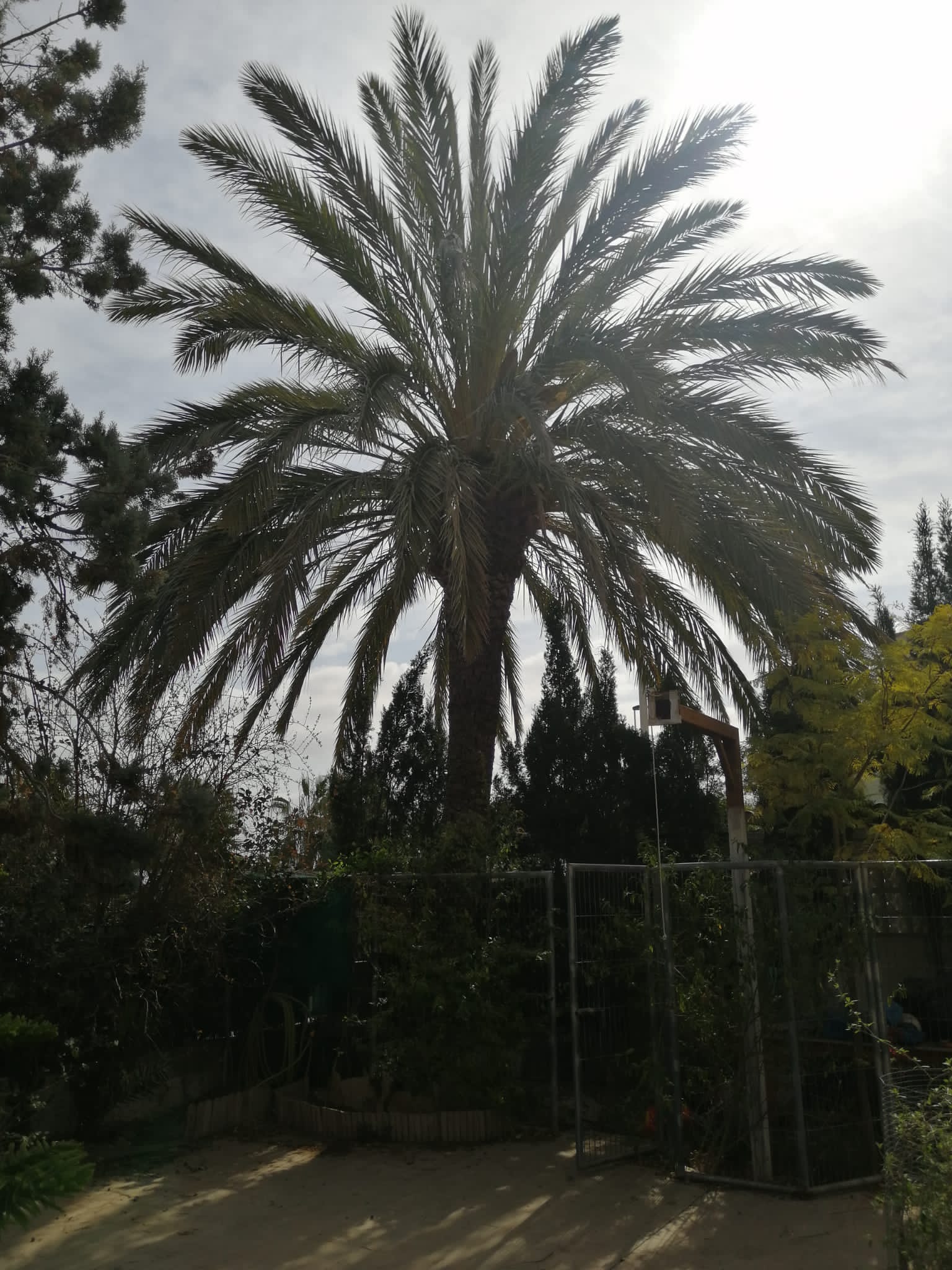palmera1
