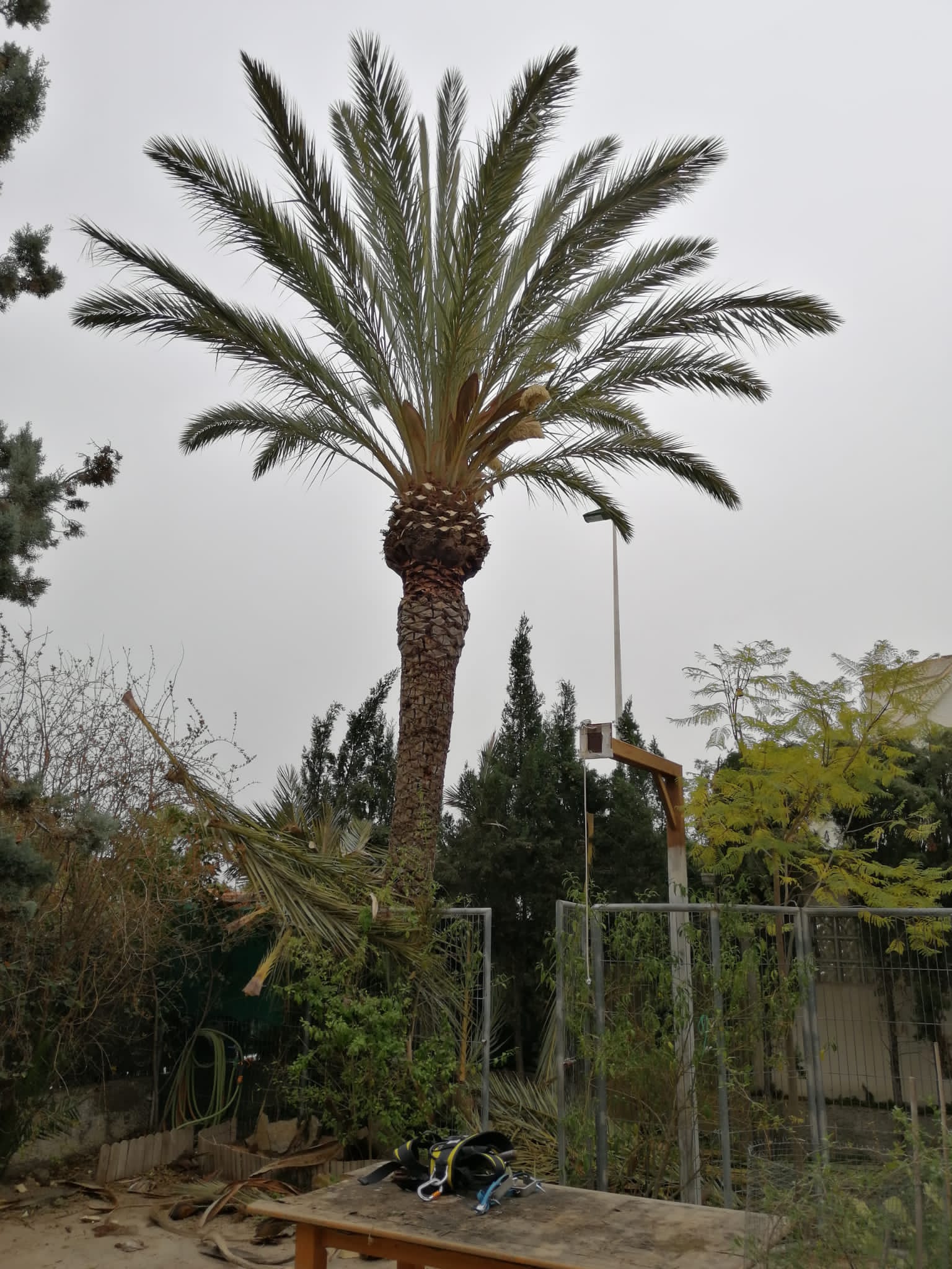 palmera2
